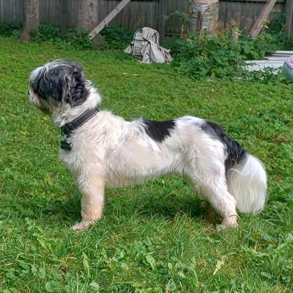 Osito, an adoptable Maltese, Mixed Breed in Gwinn, MI, 49841 | Photo Image 2