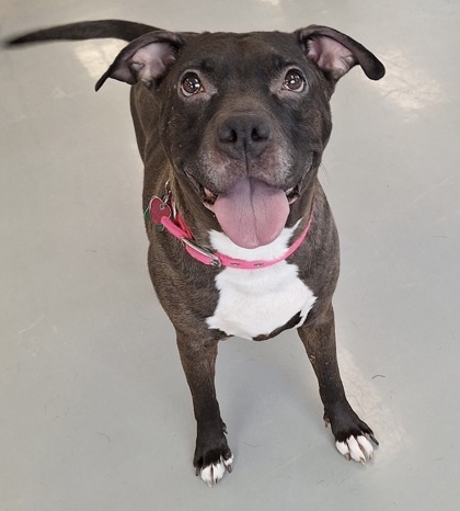 Velvet, an adoptable Labrador Retriever, Mixed Breed in Gwinn, MI, 49841 | Photo Image 1