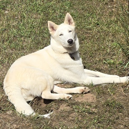 Jo, an adoptable Siberian Husky, Mixed Breed in Gwinn, MI, 49841 | Photo Image 1