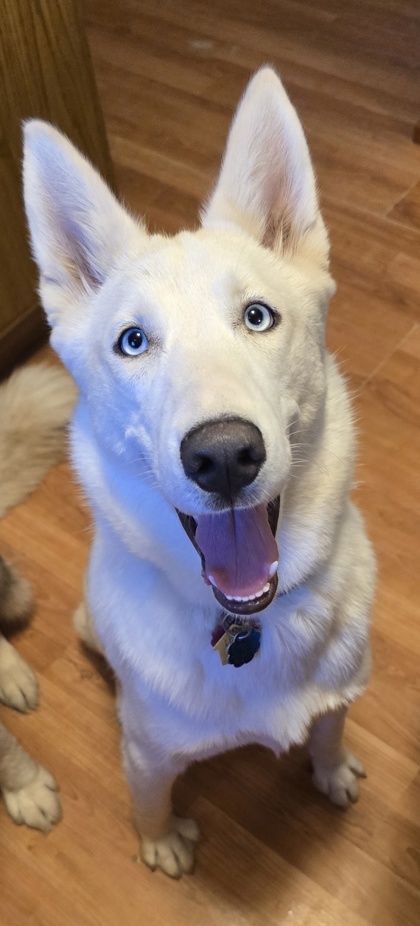Jo, an adoptable Siberian Husky, Mixed Breed in Gwinn, MI, 49841 | Photo Image 2
