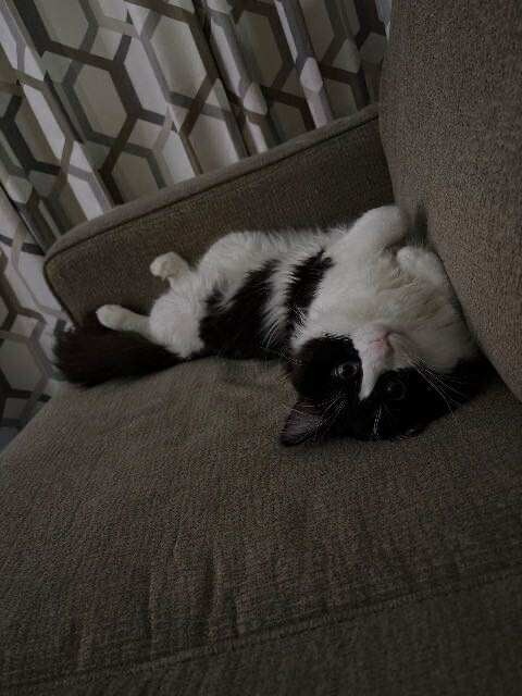 Artemis, an adoptable Domestic Short Hair in Cloquet, MN, 55720 | Photo Image 1