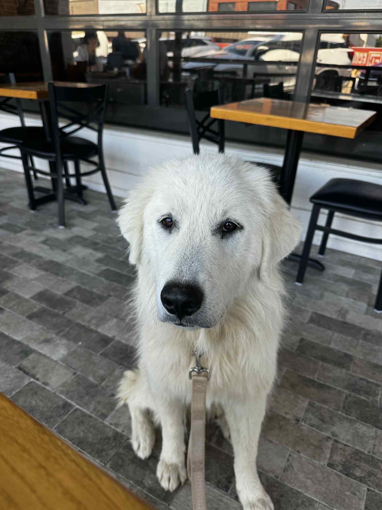 Penelope