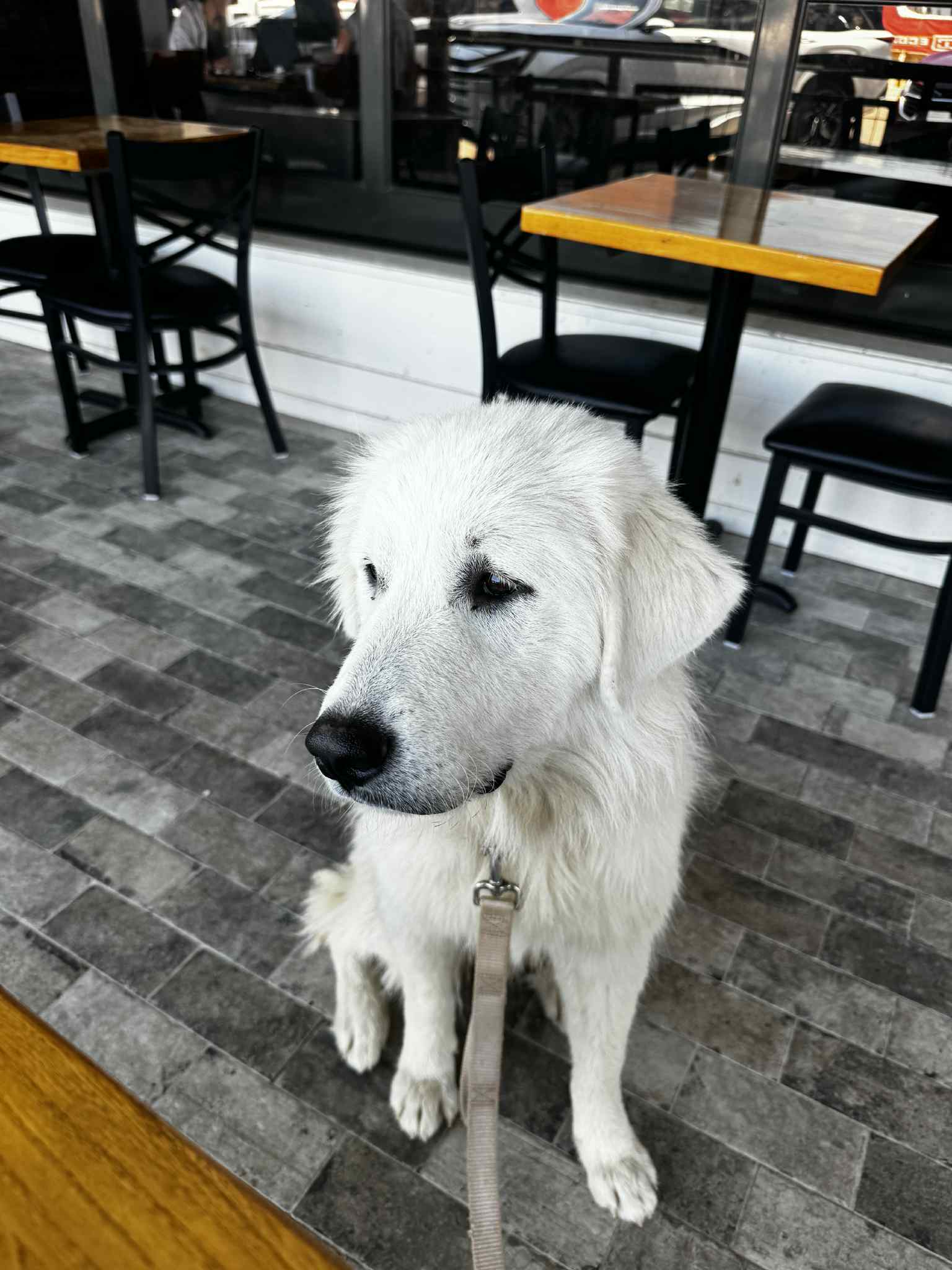 Penelope