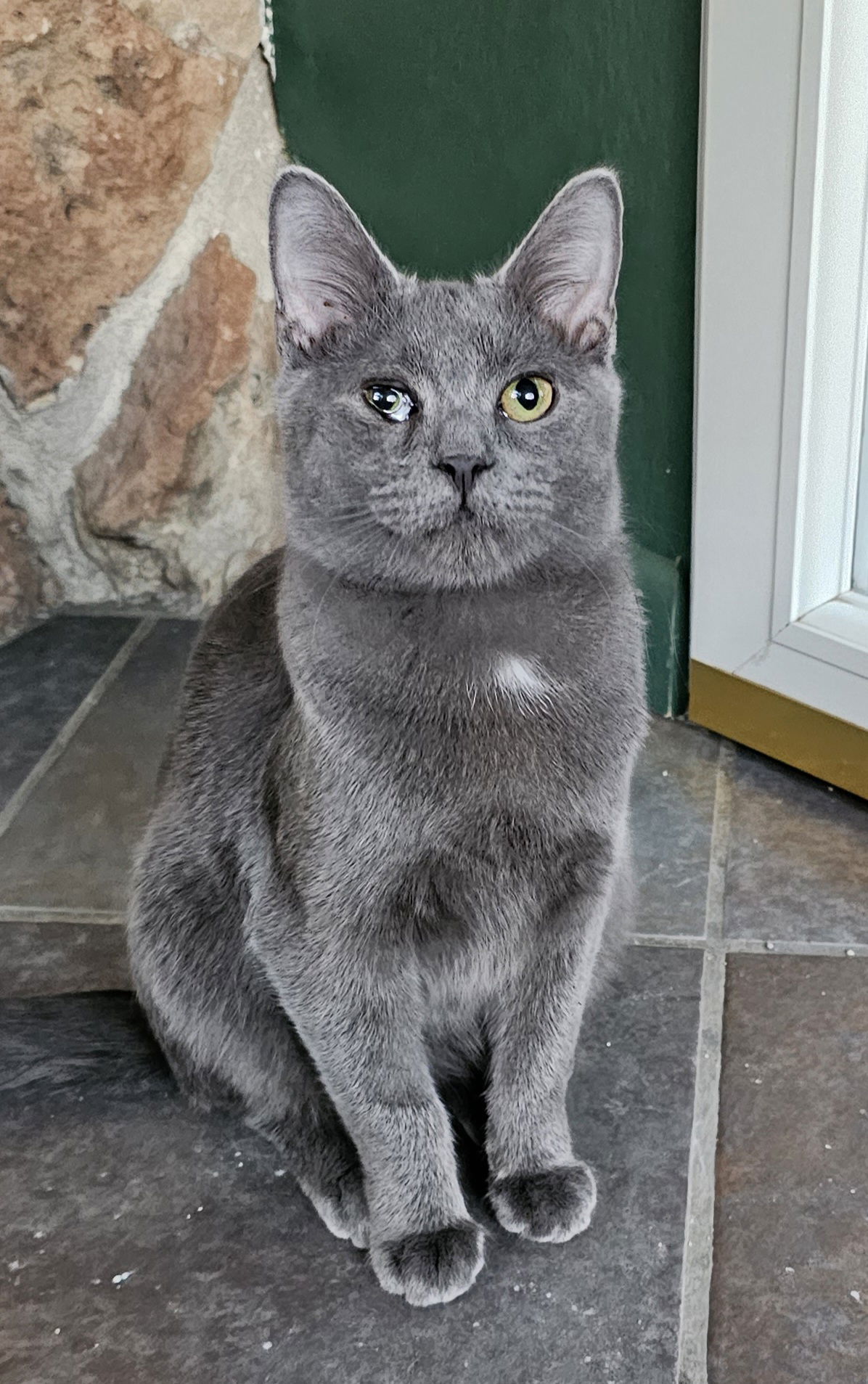 Oscar (Latte as kitten)