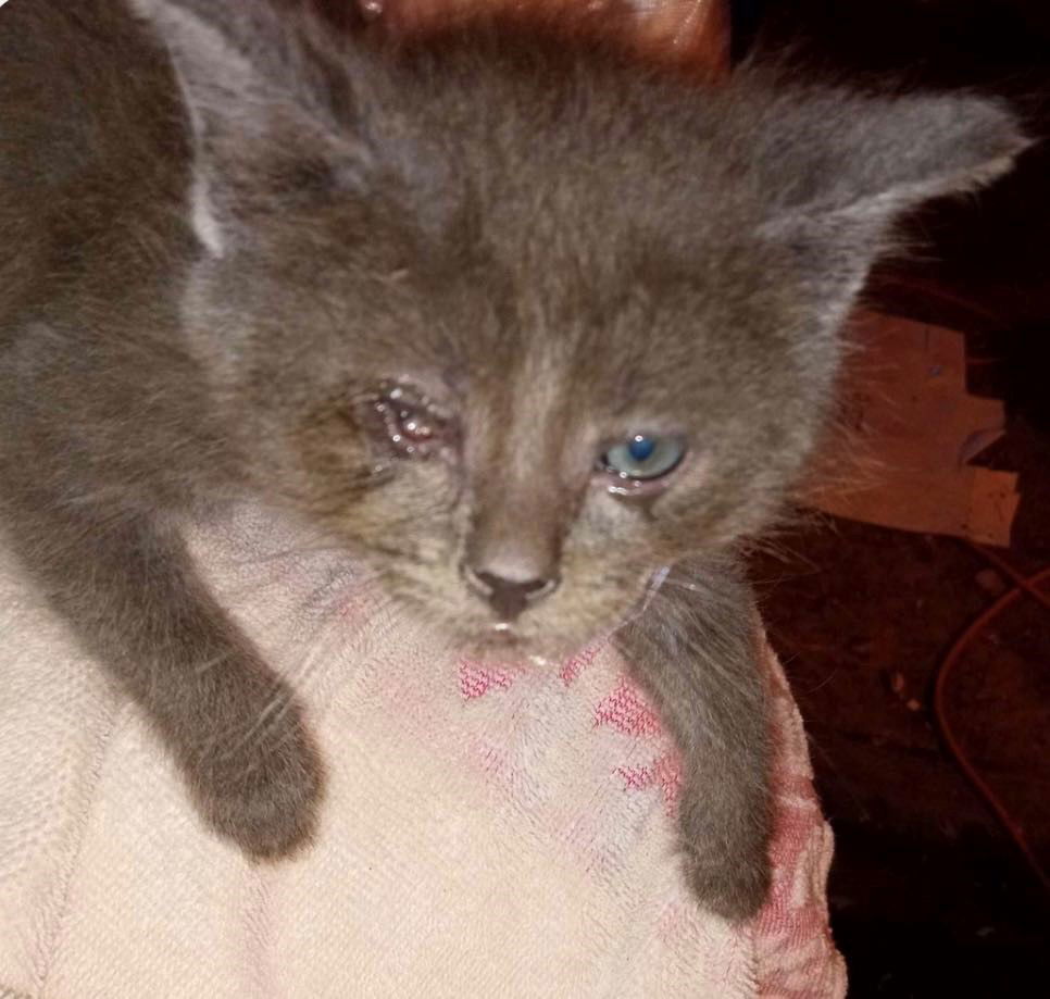 Oscar (Latte as kitten)