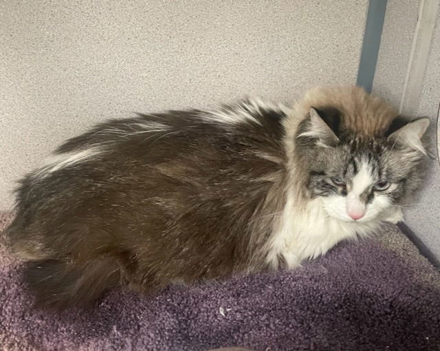 Leo (Mushroom previously)