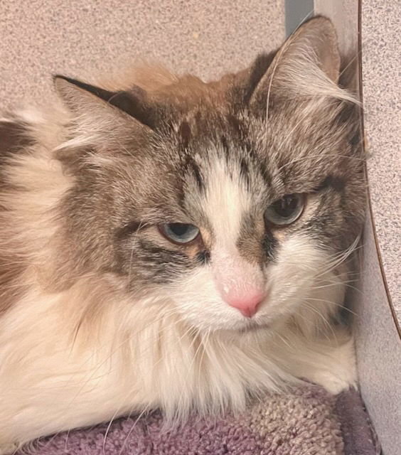 Leo (Mushroom previously)