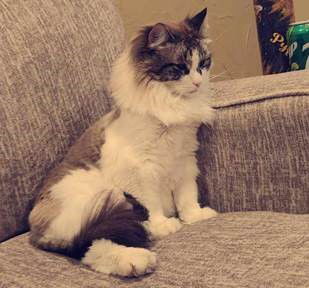 Leo (Mushroom previously)