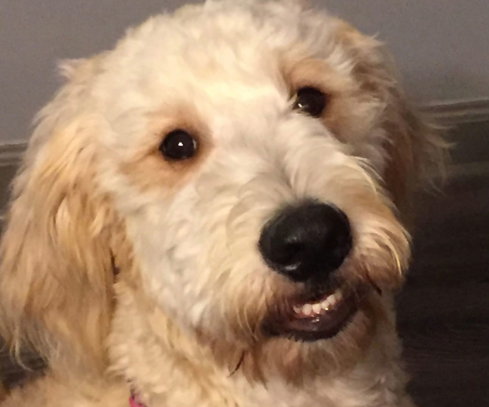 Lexi Rose - Bonded Pair