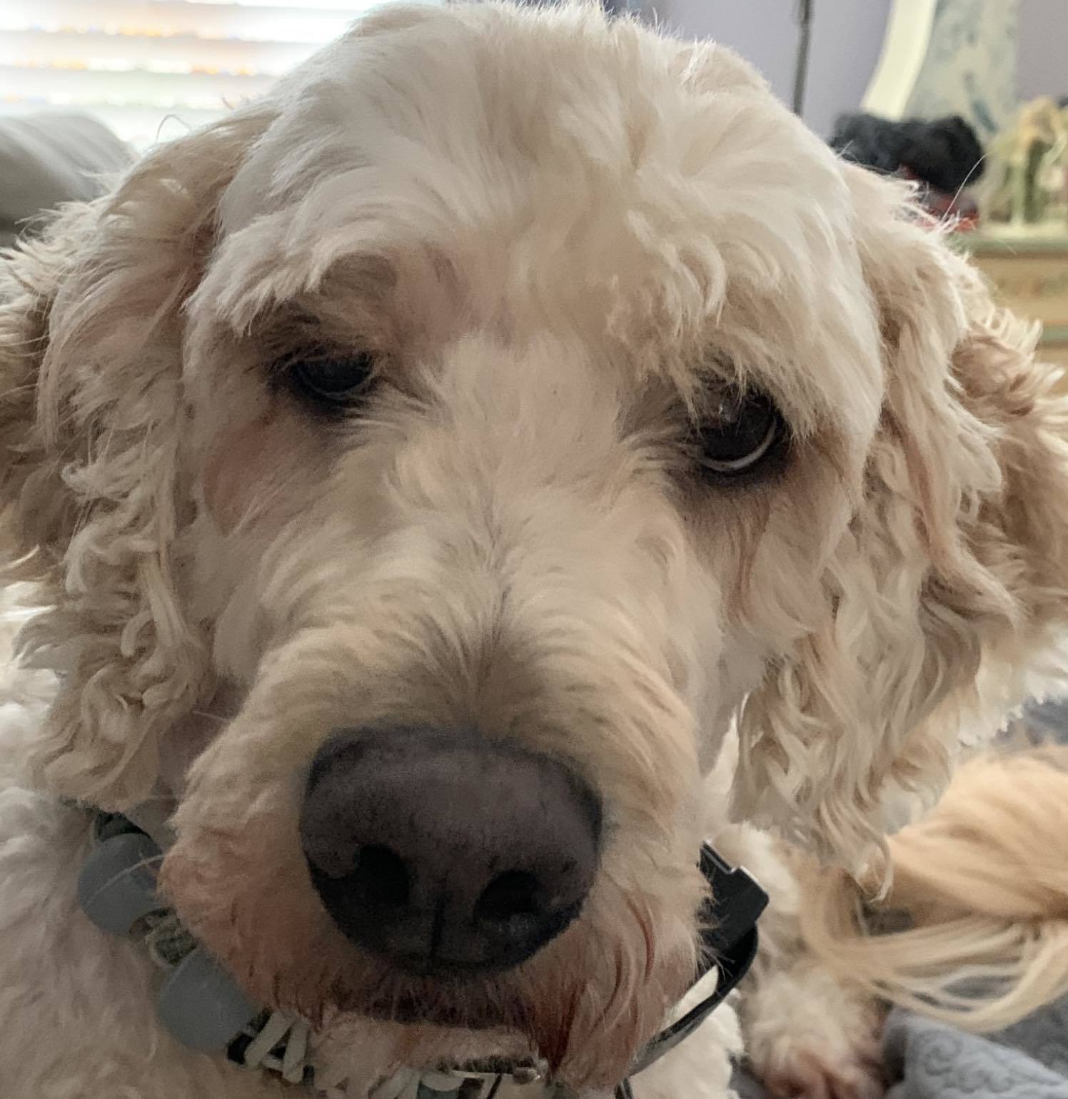 Lexi Rose - Bonded Pair