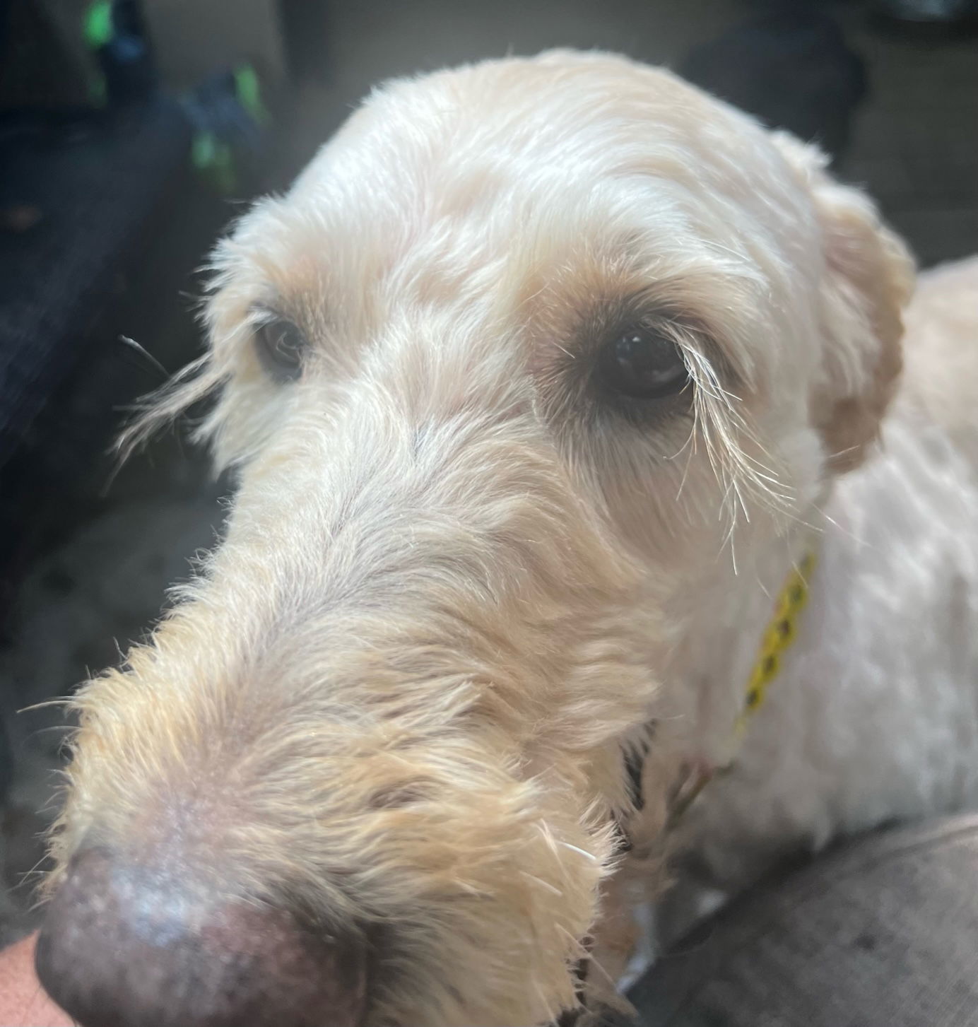 Lexi Rose - Bonded Pair