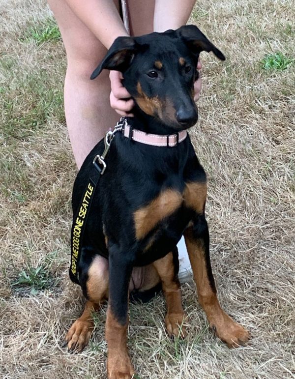 * Heidi - Adoption Pending