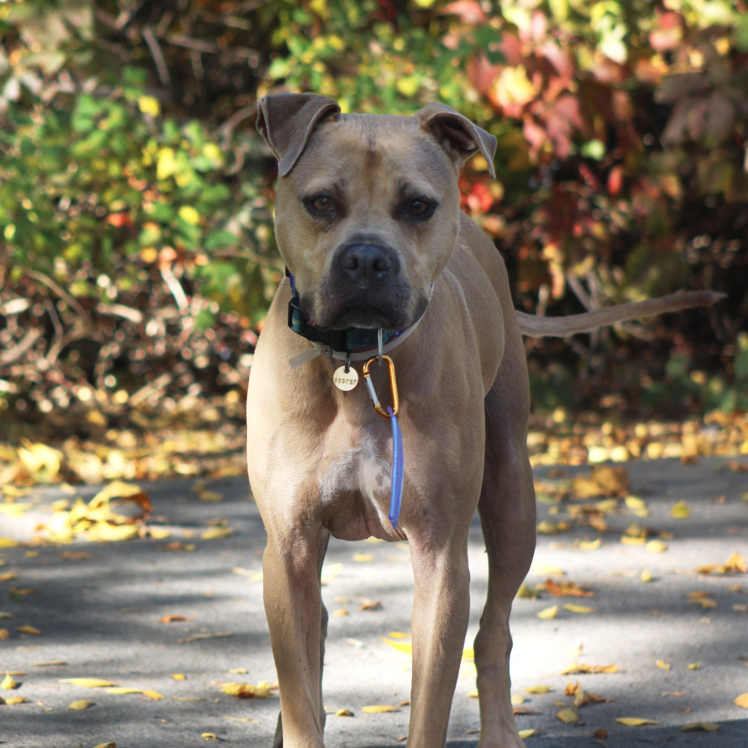 Shivo (Silver), an adoptable Pit Bull Terrier, Mixed Breed in Grand Junction, CO, 81503 | Photo Image 1