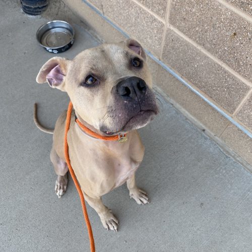 Shivo (Silver), an adoptable Pit Bull Terrier, Mixed Breed in Grand Junction, CO, 81503 | Photo Image 2