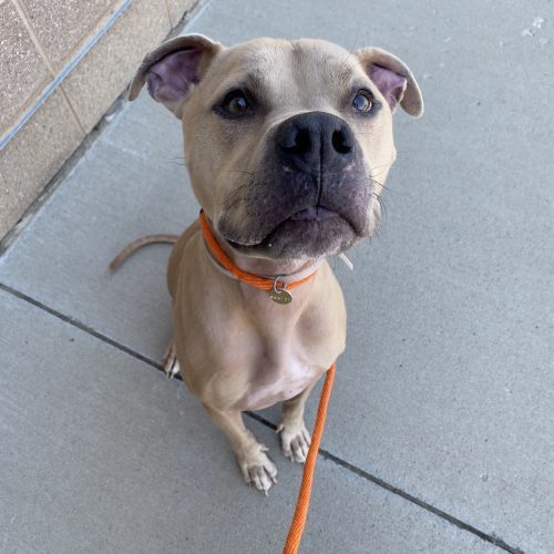 Shivo (Silver), an adoptable Pit Bull Terrier, Mixed Breed in Grand Junction, CO, 81503 | Photo Image 3