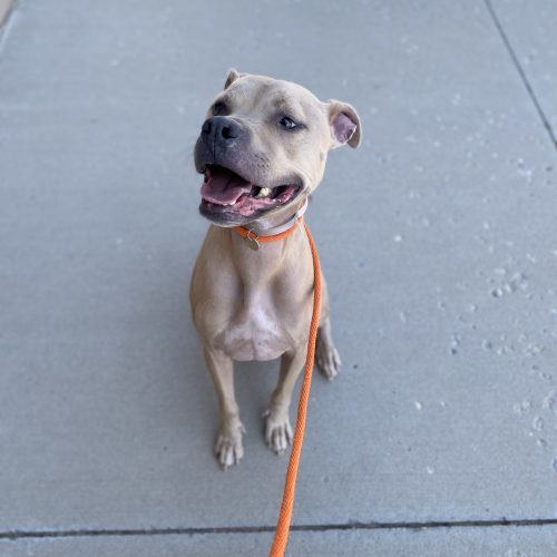 Shivo (Silver), an adoptable Pit Bull Terrier, Mixed Breed in Grand Junction, CO, 81503 | Photo Image 4