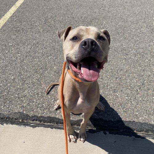 Shivo (Silver), an adoptable Pit Bull Terrier, Mixed Breed in Grand Junction, CO, 81503 | Photo Image 5
