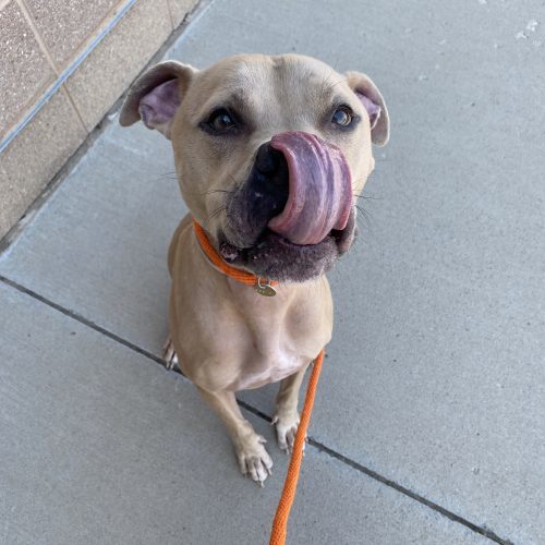 Shivo (Silver), an adoptable Pit Bull Terrier, Mixed Breed in Grand Junction, CO, 81503 | Photo Image 6