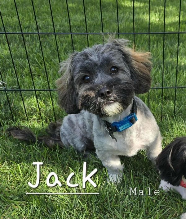 Jack