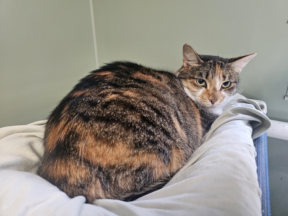 Pink Lady, an adoptable Domestic Short Hair in Houghton, MI, 49931 | Photo Image 1