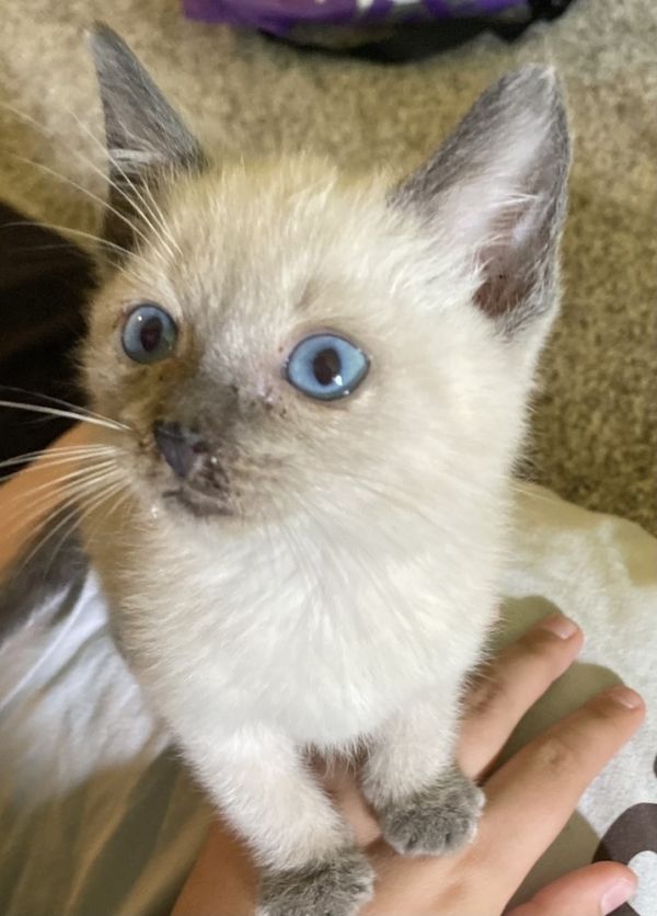 Simba
