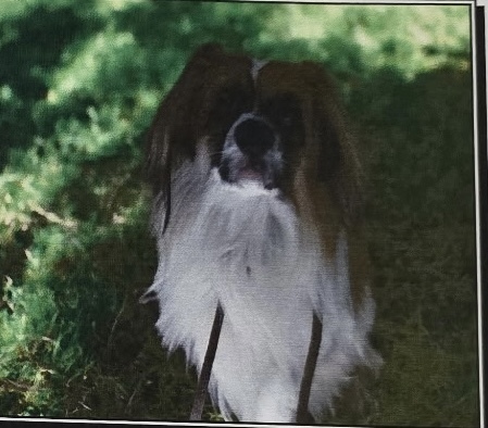 Bowie