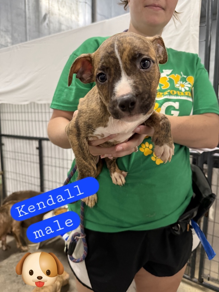 Kendall M