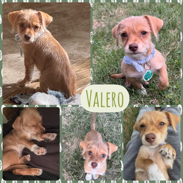 Valero