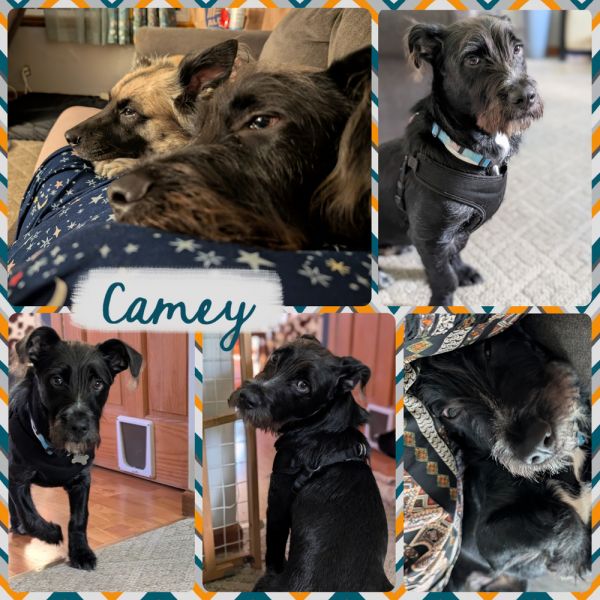 Camey