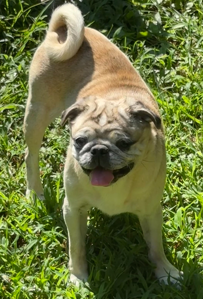 Gia