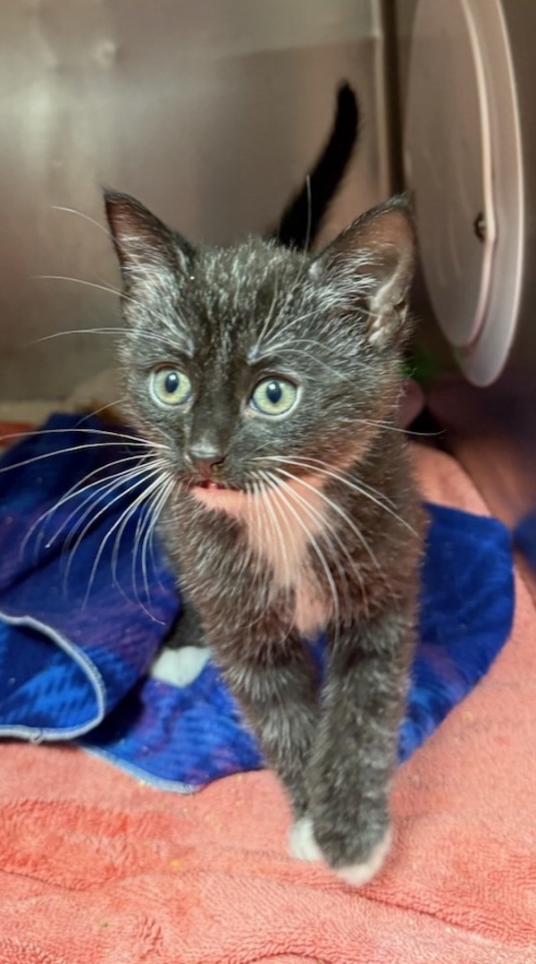 Taffy, an adoptable Domestic Short Hair in Great Falls, MT, 59405 | Photo Image 1