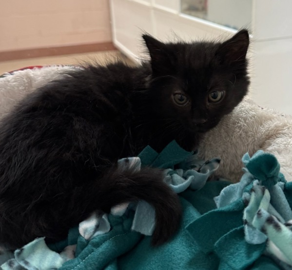 Tucson, an adoptable Domestic Medium Hair in Great Falls, MT, 59405 | Photo Image 1
