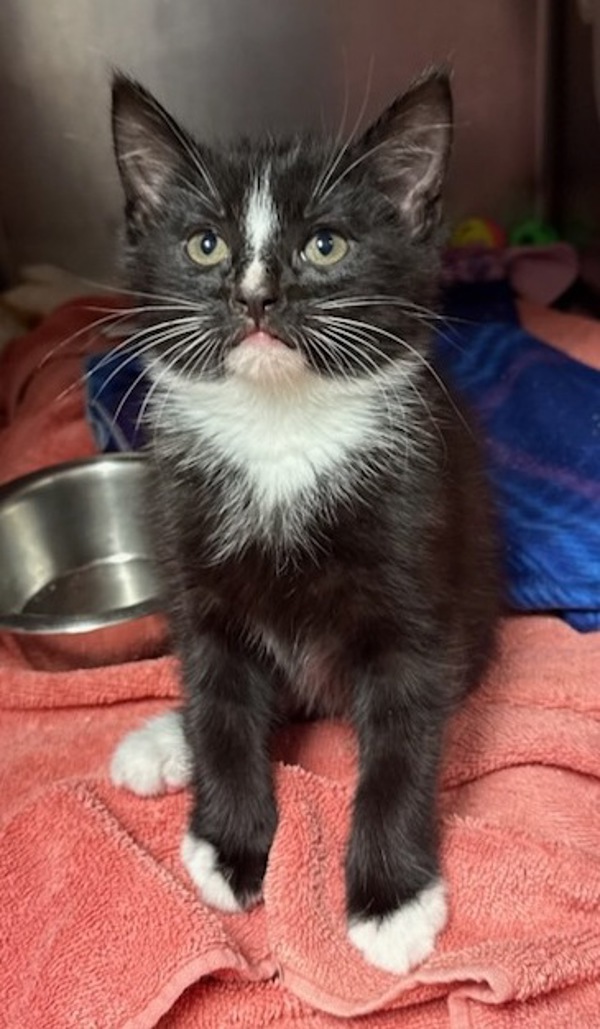 Laffy, an adoptable Domestic Short Hair in Great Falls, MT, 59405 | Photo Image 1