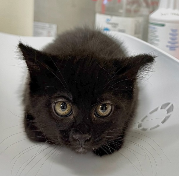 Salem, an adoptable Domestic Short Hair in Great Falls, MT, 59405 | Photo Image 1