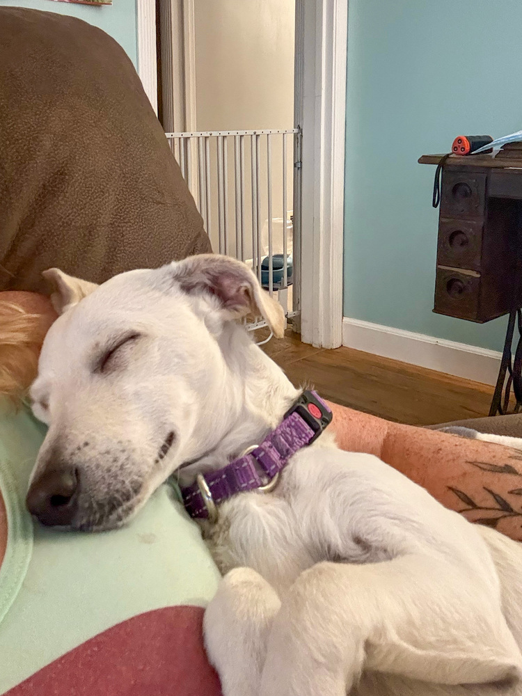 Hufflepuff, an adoptable Chihuahua, Poodle in Spokane, WA, 99207 | Photo Image 2