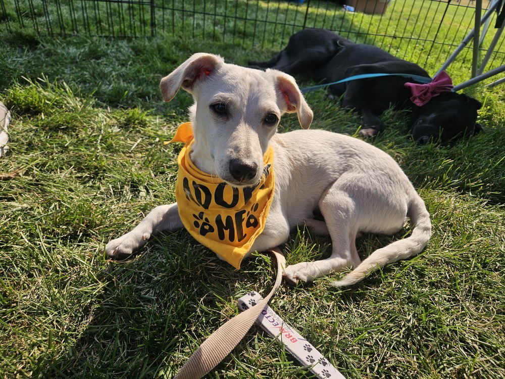 Hufflepuff, an adoptable Chihuahua, Poodle in Spokane, WA, 99207 | Photo Image 3