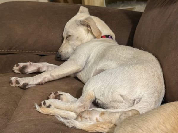 Hufflepuff thumbnail 4