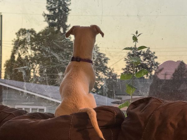 Hufflepuff thumbnail 5