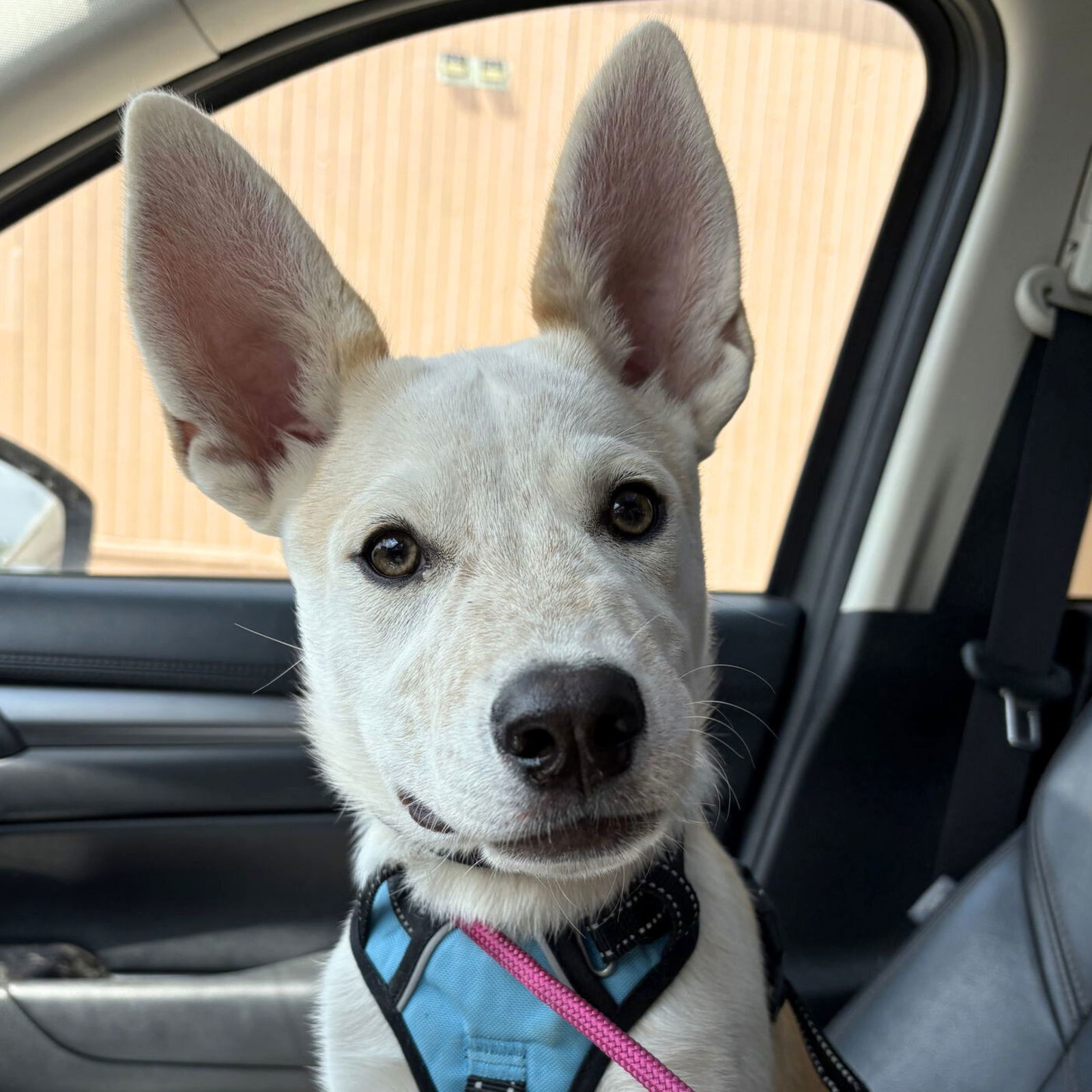 Yeti, an adoptable Australian Cattle Dog / Blue Heeler in Laramie, WY, 82073 | Photo Image 1