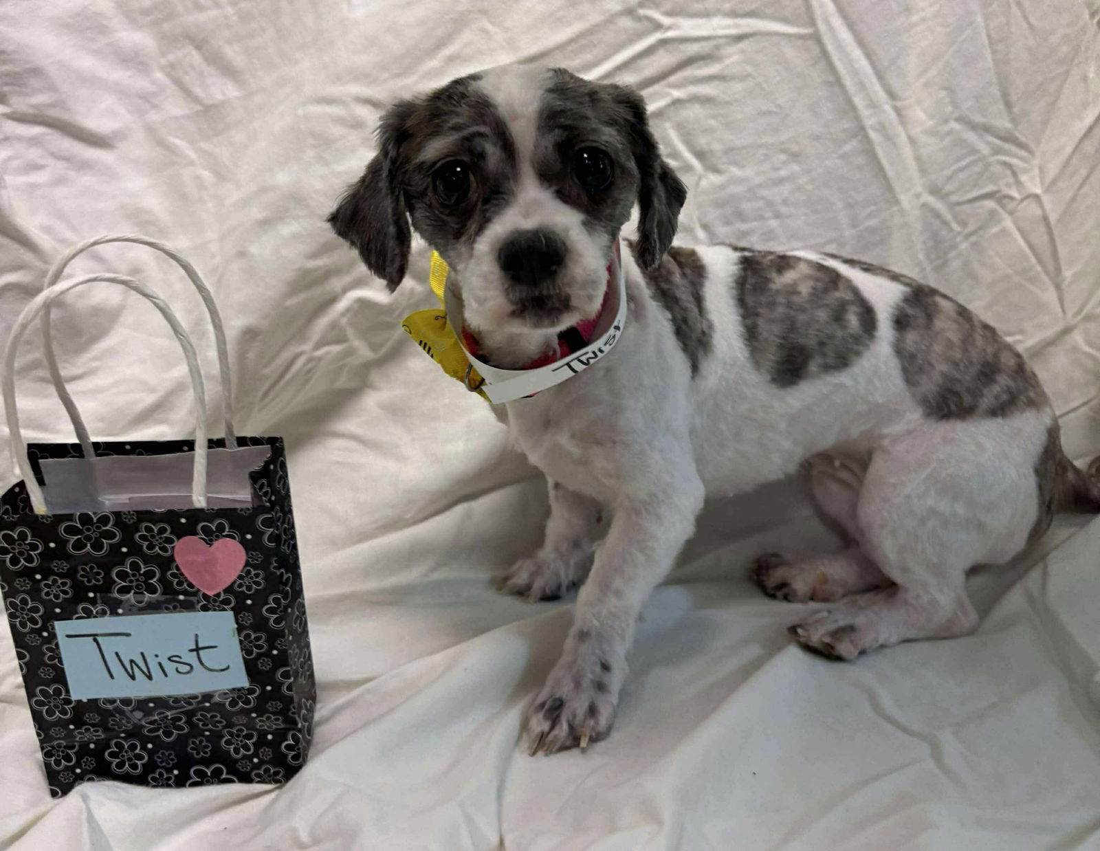 Twist: Not at shelter (Michelle)