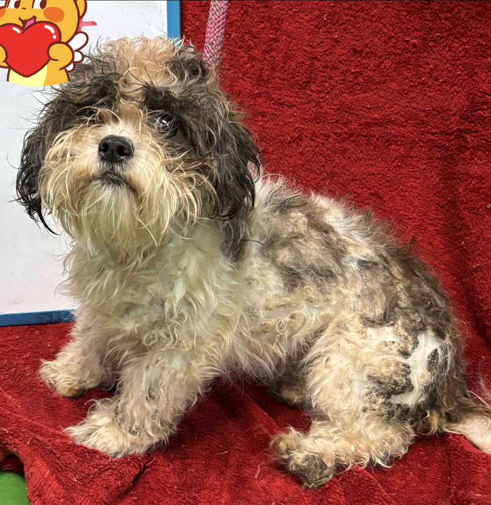 Twist: Not at shelter (Michelle)
