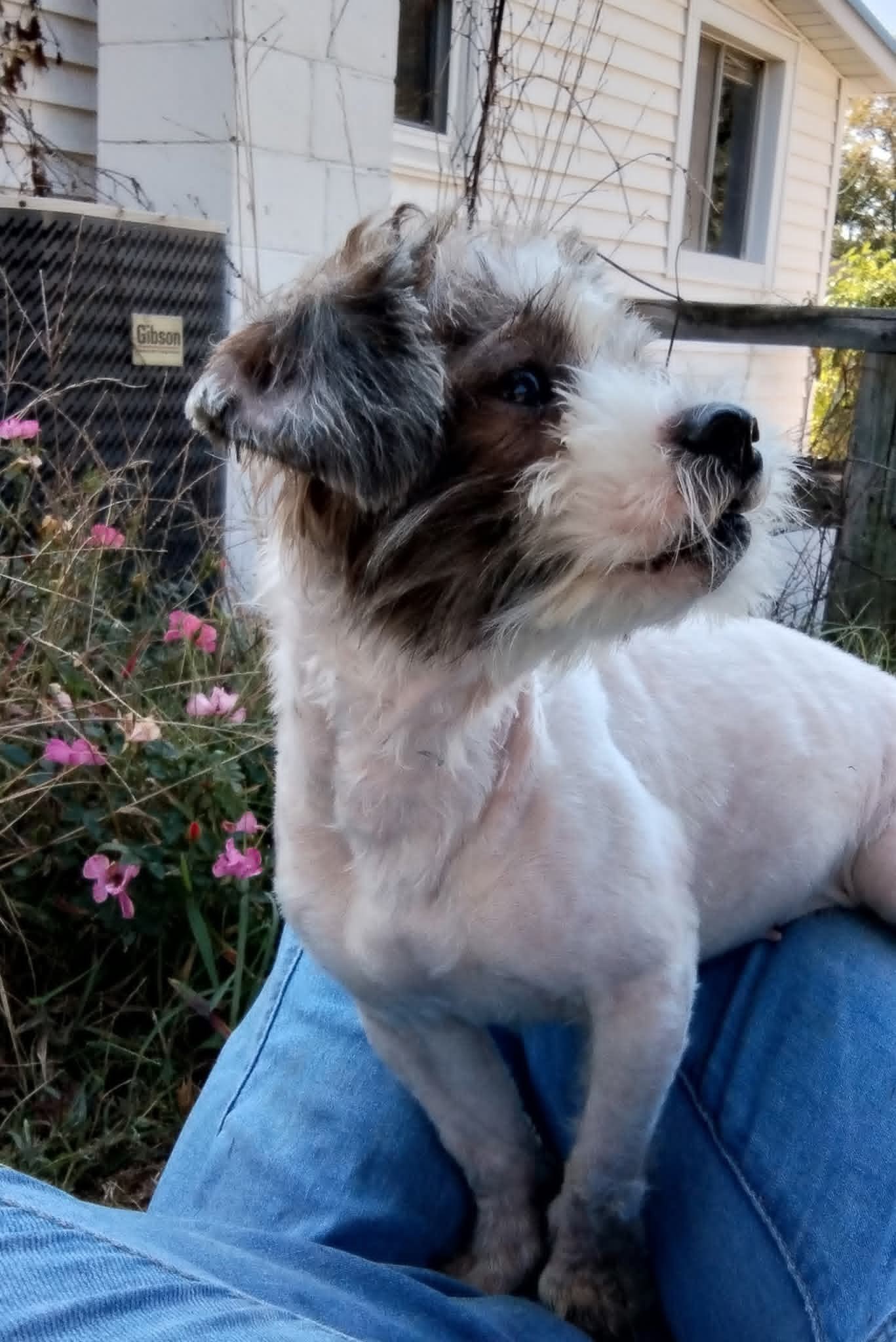 Rumba - Not at shelter (Dora)