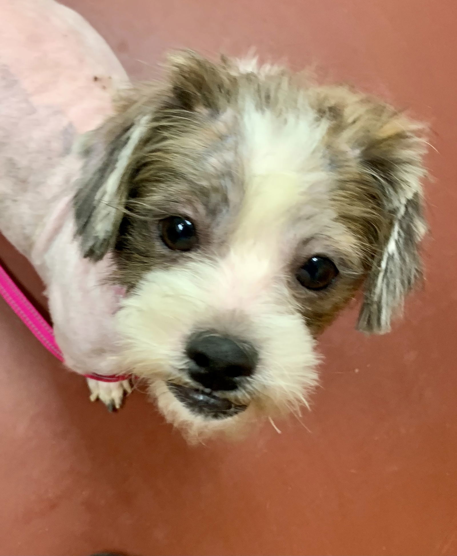 Rumba - Not at shelter (Dora)