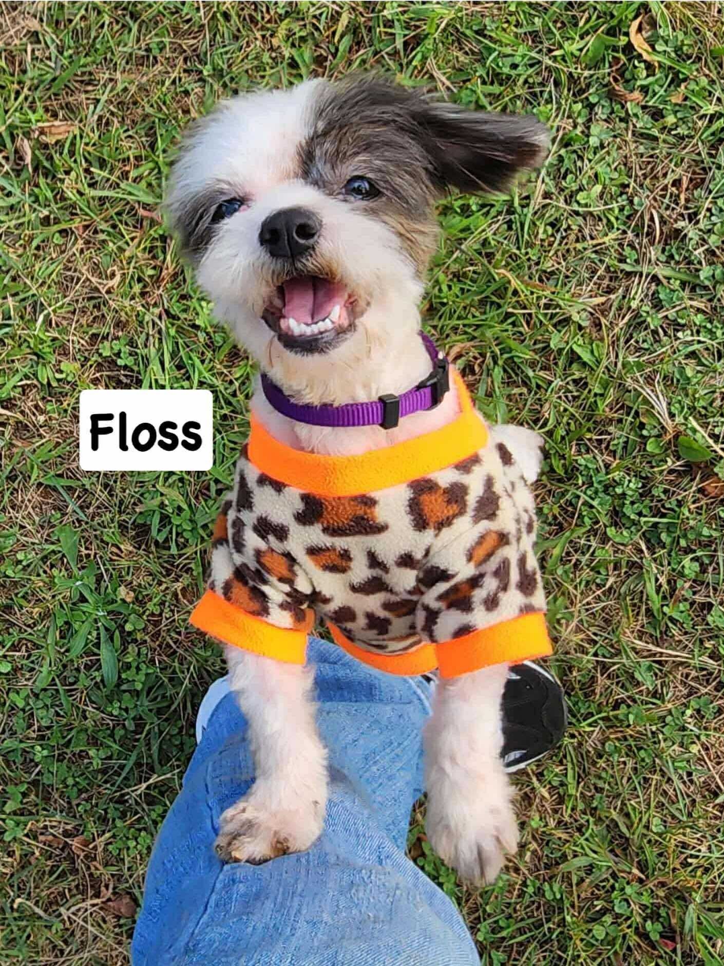 Floss: Not at shelter