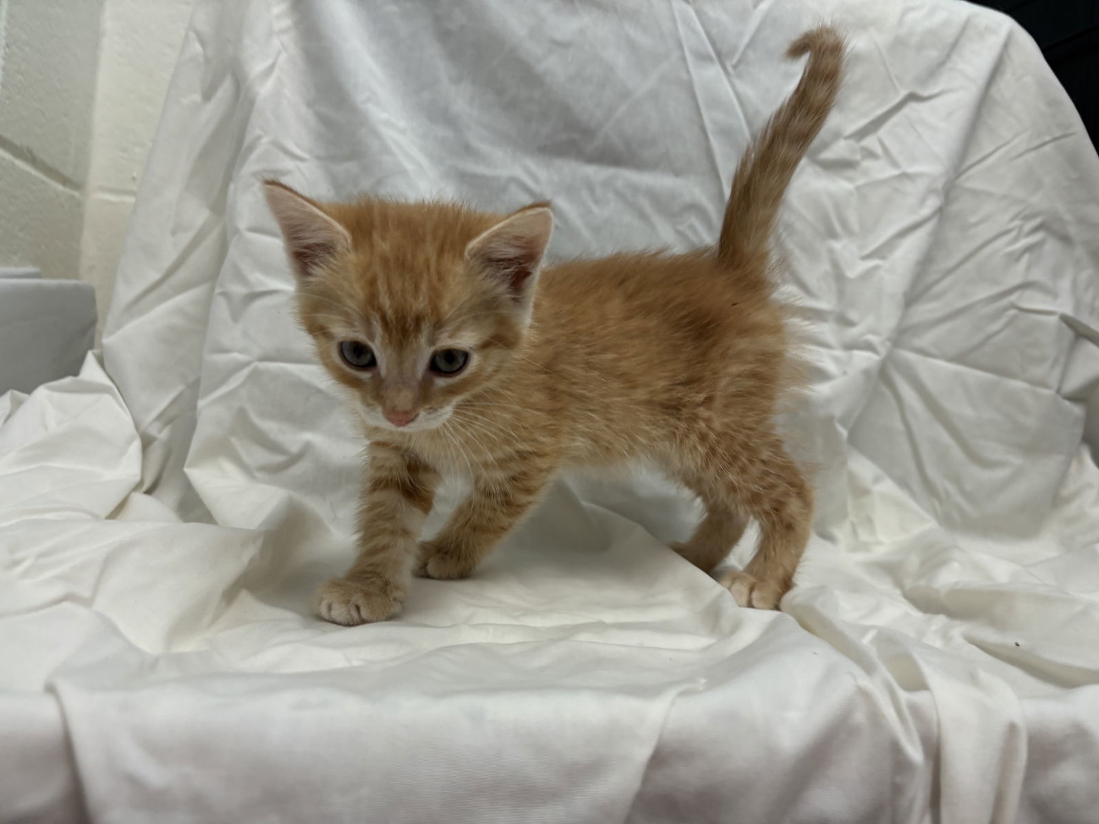 Chimei's Dai: Not At shelter (Matt)