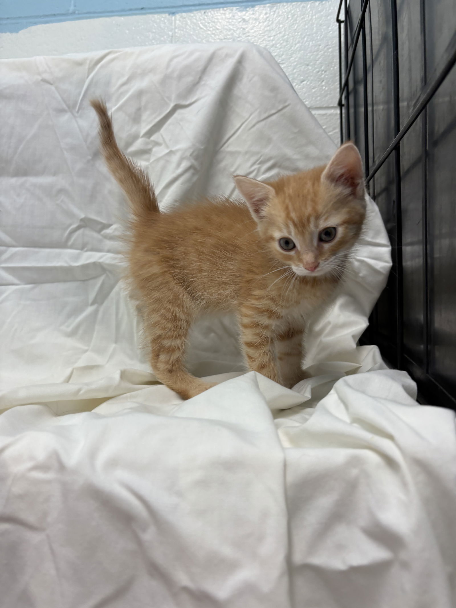 Chimei's Dai: Not At shelter (Matt)