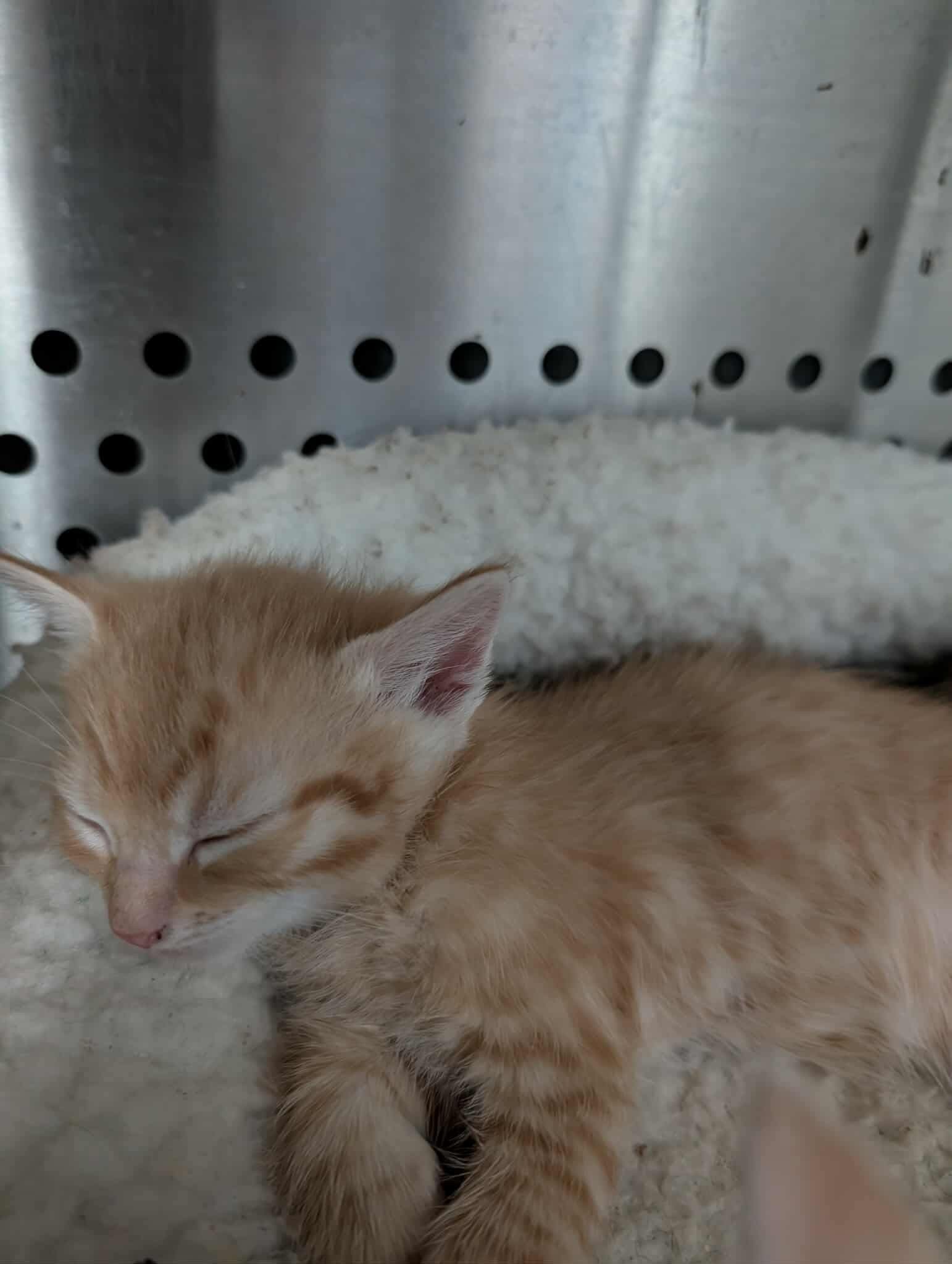 Chimei's Dai: Not At shelter (Matt)