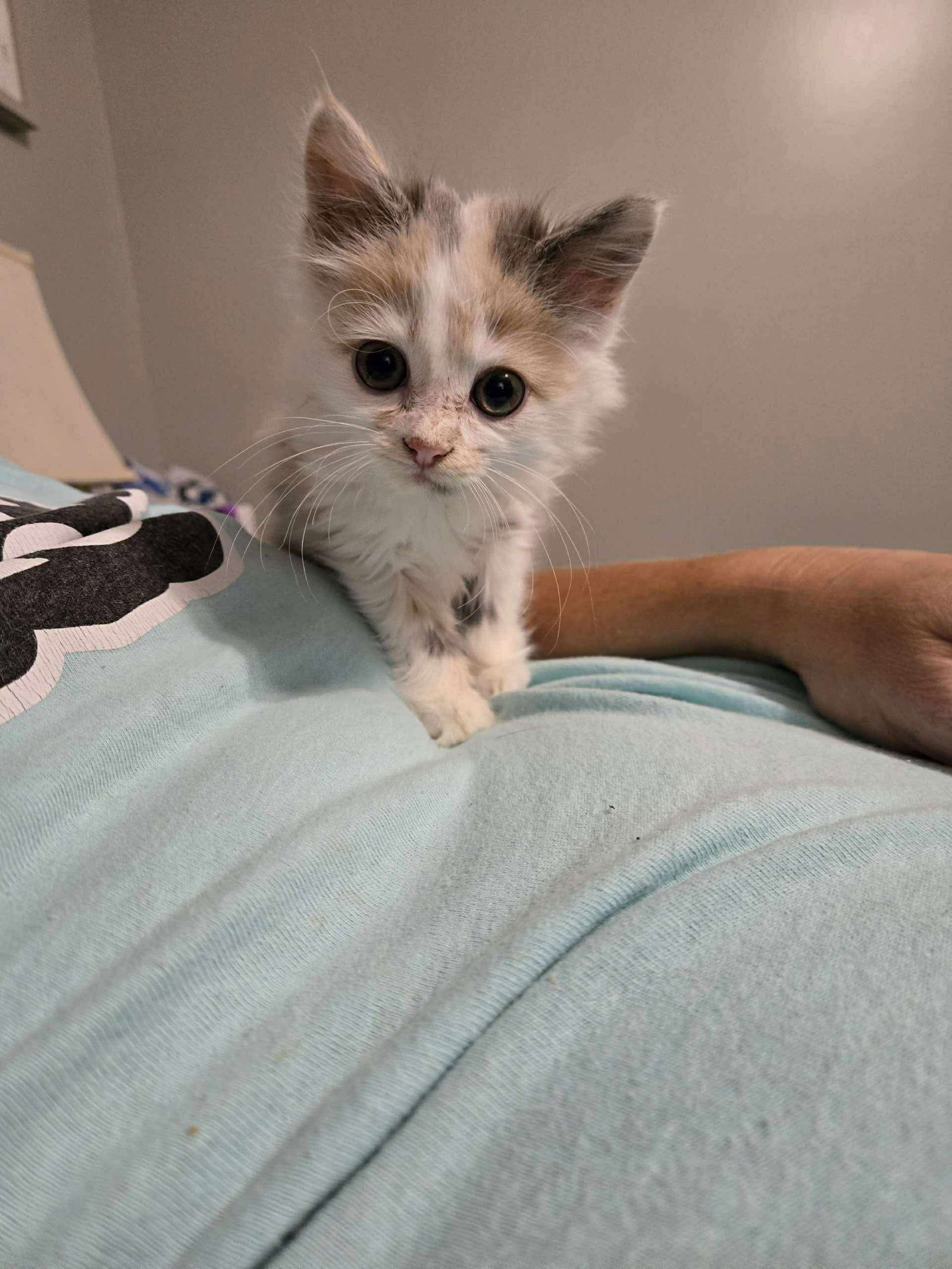 Sarabi - Not at shelter (Kristy)