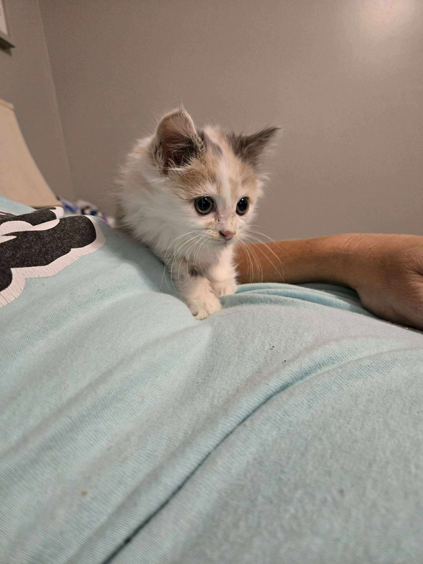 Sarabi - Not at shelter (Kristy)