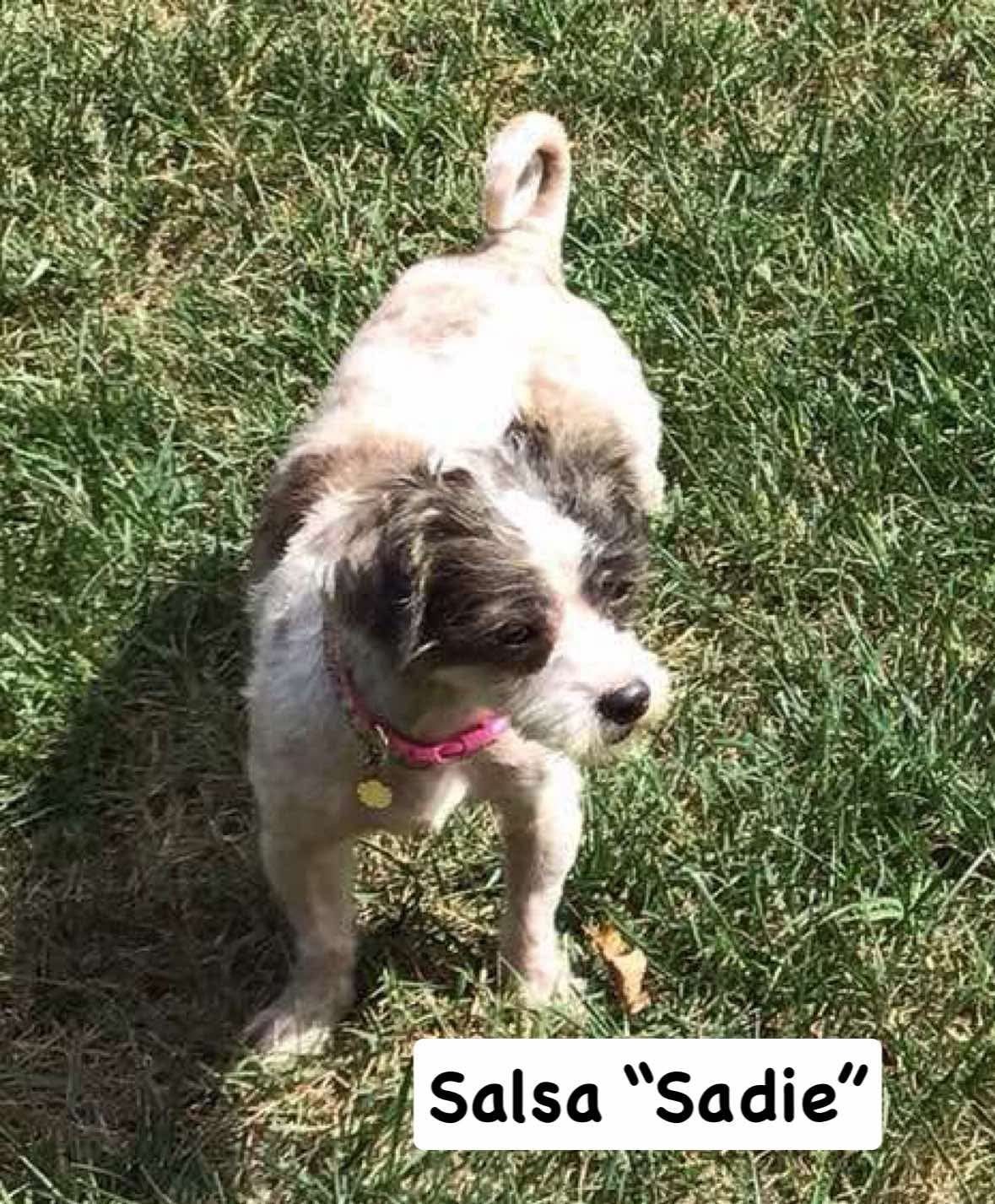 Salsa (Sadie) - Not at shelter